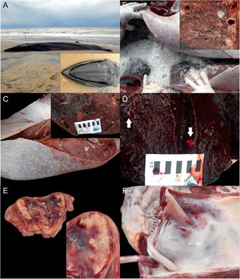 Fatal Systemic Toxoplasmosis by a Novel Non-archetypal Toxoplasma gondii in a Bryde’s Whale (Balaenoptera edeni)